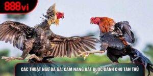 Các Thuật Ngữ Đá Gà: Cẩm Nang Bắt Buộc Dành Cho Tân Thủ