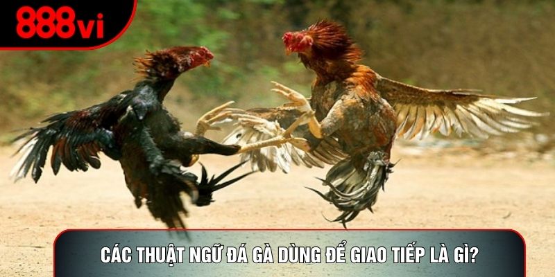 Các thuật ngữ đá gà dùng để giao tiếp là gì?