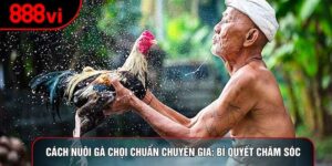 Cách Nuôi Gà Chọi Chuẩn Chuyên Gia: Bí Quyết Chăm Sóc