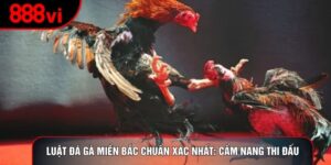 Luật Đá Gà Miền Bắc Chuẩn Xác Nhất: Cẩm Nang Thi Đấu