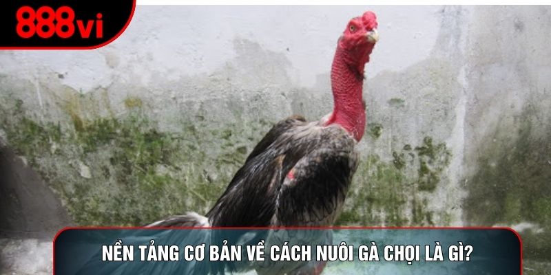Nền tảng cơ bản về cách nuôi gà chọi là gì?